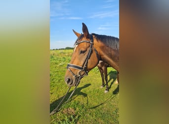 Deutsches Sportpferd, Stute, 11 Jahre, 163 cm, Brauner