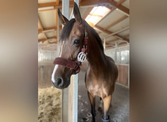 Deutsches Sportpferd, Stute, 11 Jahre, 165 cm, Brauner