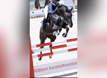 Deutsches Sportpferd, Stute, 11 Jahre, 165 cm, Rappe