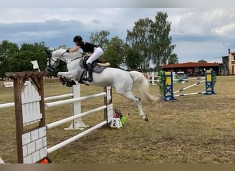 Deutsches Sportpferd, Stute, 11 Jahre, 166 cm, Schimmel