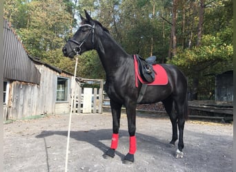 Deutsches Sportpferd, Stute, 11 Jahre, 166 cm, Schwarzbrauner