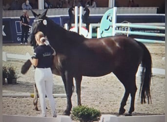 Deutsches Sportpferd, Stute, 11 Jahre, 166 cm, Schwarzbrauner
