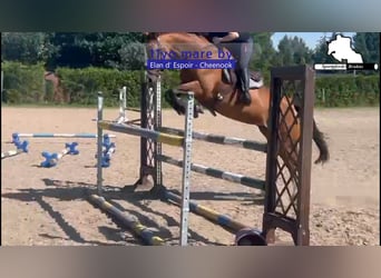 Deutsches Sportpferd, Stute, 11 Jahre, 167 cm, Brauner