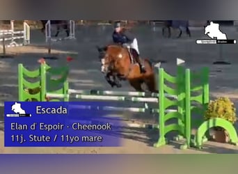 Deutsches Sportpferd, Stute, 11 Jahre, 167 cm, Brauner