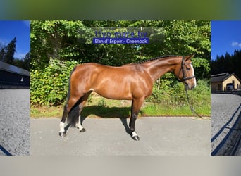 Deutsches Sportpferd, Stute, 11 Jahre, 168 cm, Brauner