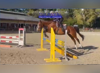 Deutsches Sportpferd, Stute, 11 Jahre, 168 cm, Brauner