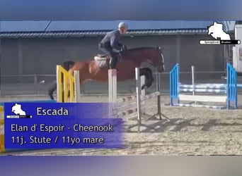 Deutsches Sportpferd, Stute, 11 Jahre, 168 cm, Brauner