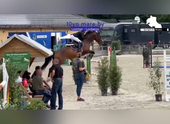 Deutsches Sportpferd, Stute, 11 Jahre, 168 cm, Brauner