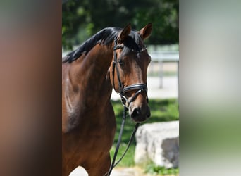Deutsches Sportpferd, Stute, 11 Jahre, 168 cm, Dunkelbrauner