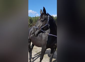 Deutsches Sportpferd, Stute, 11 Jahre, 168 cm, Rappe
