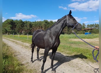Deutsches Sportpferd, Stute, 11 Jahre, 168 cm, Rappe