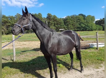 Deutsches Sportpferd, Stute, 11 Jahre, 168 cm, Rappe