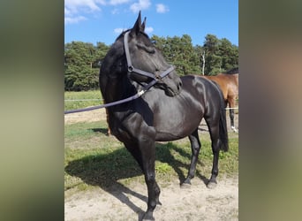 Deutsches Sportpferd, Stute, 11 Jahre, 168 cm, Rappe