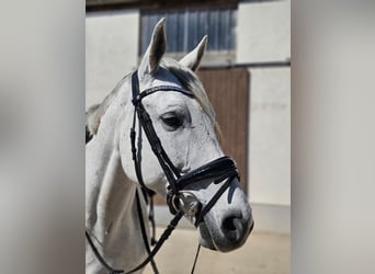 Deutsches Sportpferd, Stute, 11 Jahre, 168 cm, Schimmel