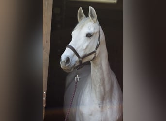 Deutsches Sportpferd, Stute, 11 Jahre, 168 cm, Schimmel