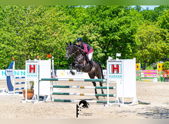Deutsches Sportpferd, Stute, 11 Jahre, 168 cm, Schwarzbrauner