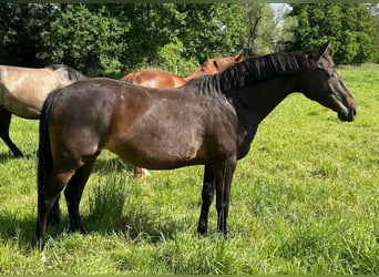 Deutsches Sportpferd, Stute, 11 Jahre, 168 cm, Schwarzbrauner