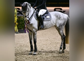 Deutsches Sportpferd, Stute, 11 Jahre, 169 cm, Apfelschimmel