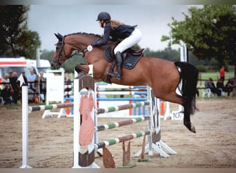 Deutsches Sportpferd, Stute, 11 Jahre, 169 cm, Brauner