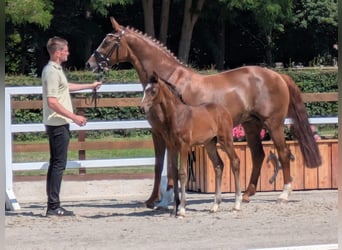 Deutsches Sportpferd, Stute, 11 Jahre, 169 cm, Fuchs