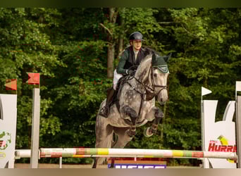 Deutsches Sportpferd, Stute, 11 Jahre, 170 cm, Apfelschimmel