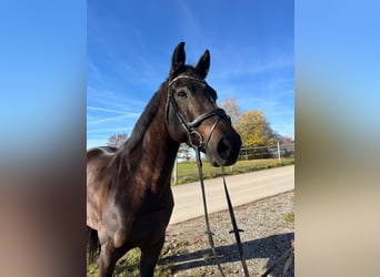 Deutsches Sportpferd, Stute, 11 Jahre, 170 cm, Brauner