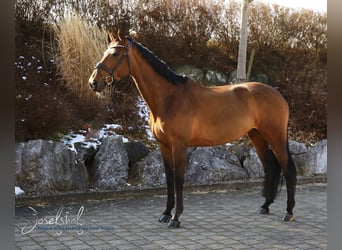 Deutsches Sportpferd, Stute, 11 Jahre, 170 cm, Brauner