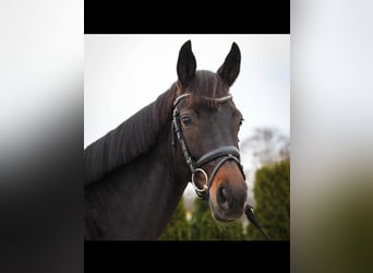 Deutsches Sportpferd, Stute, 11 Jahre, 170 cm, Dunkelbrauner