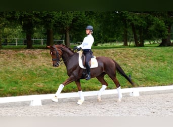 Deutsches Sportpferd, Stute, 11 Jahre, 170 cm, Fuchs