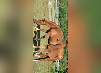 Deutsches Sportpferd, Stute, 11 Jahre, 170 cm, Fuchs
