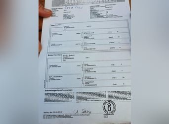 Deutsches Sportpferd, Stute, 11 Jahre, 170 cm, Fuchs
