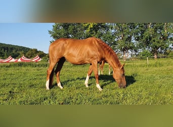 Deutsches Sportpferd, Stute, 11 Jahre, 170 cm, Fuchs