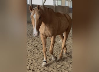 Deutsches Sportpferd, Stute, 11 Jahre, 170 cm, Palomino