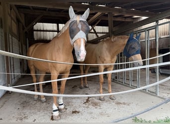 Deutsches Sportpferd, Stute, 11 Jahre, 170 cm, Palomino