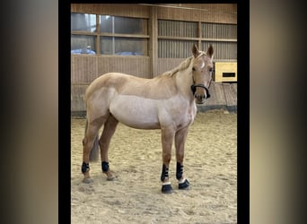 Deutsches Sportpferd, Stute, 11 Jahre, 170 cm, Palomino