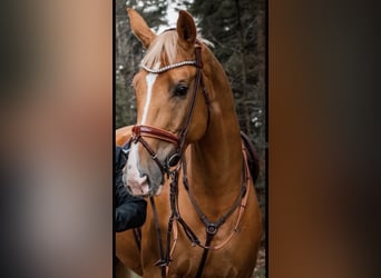 Deutsches Sportpferd, Stute, 11 Jahre, 170 cm, Palomino