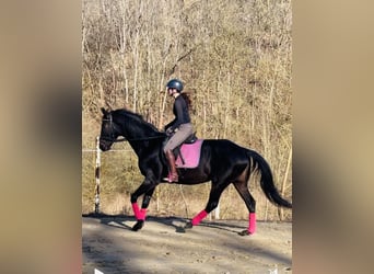 Deutsches Sportpferd, Stute, 11 Jahre, 170 cm, Schwarzbrauner