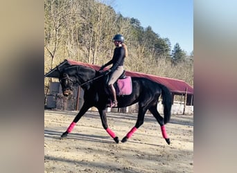 Deutsches Sportpferd, Stute, 11 Jahre, 170 cm, Schwarzbrauner