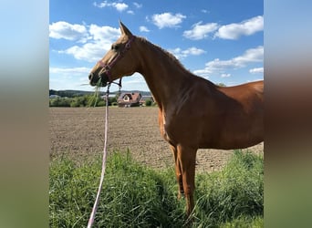 Deutsches Sportpferd, Stute, 11 Jahre, 170 cm