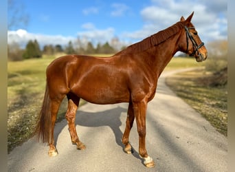 Deutsches Sportpferd, Stute, 11 Jahre, 171 cm, Fuchs