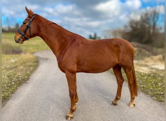 Deutsches Sportpferd, Stute, 11 Jahre, 171 cm, Fuchs