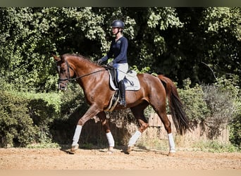 Deutsches Sportpferd, Stute, 11 Jahre, 172 cm, Dunkelfuchs