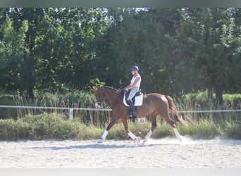 Deutsches Sportpferd, Stute, 11 Jahre, 172 cm, Dunkelfuchs