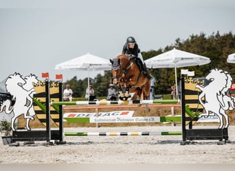Deutsches Sportpferd, Stute, 11 Jahre, 172 cm, Fuchs