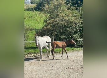 Deutsches Sportpferd, Stute, 11 Jahre, 172 cm, Schimmel
