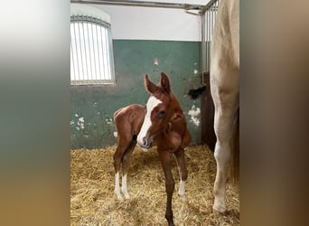 Deutsches Sportpferd, Stute, 11 Jahre, 172 cm, Schimmel