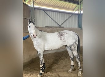 Deutsches Sportpferd, Stute, 11 Jahre, 172 cm, Schimmel