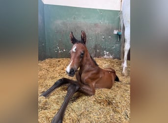 Deutsches Sportpferd, Stute, 11 Jahre, 172 cm, Schimmel