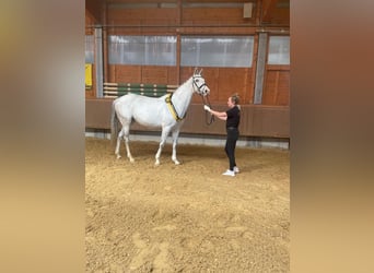 Deutsches Sportpferd, Stute, 11 Jahre, 172 cm, Schimmel