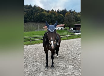 Deutsches Sportpferd, Stute, 11 Jahre, 173 cm, Brauner